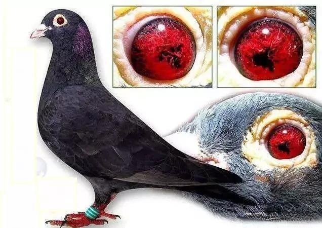 Close-up of a pigeon with vivid red eye, symbolizing the origin of the term pigeon’s blood ruby