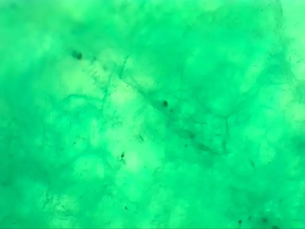 Dyed Quartz Under Magnification - Detailed view of "gourd fiber" pattern in dyed quartz, showing artificial dye distribution and fiber-like structures between grains.
