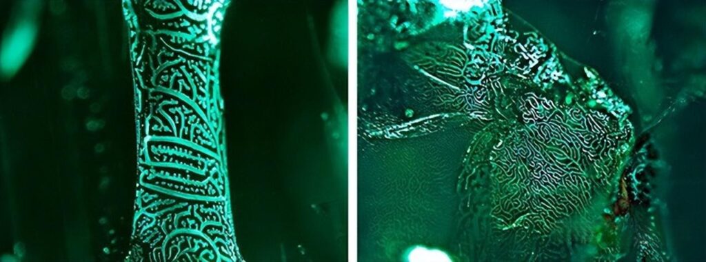 Microscopic view of an emerald fissure, showing the filling material (oil or resin) used to enhance clarity and mask flaws.
