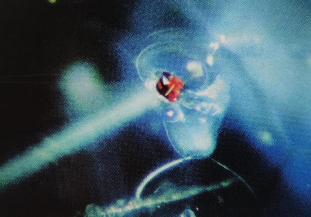 Bailin sapphires from lesser known sapphire origins, featuring rare red uranopyrochlore inclusions that enhance their unique appearance.