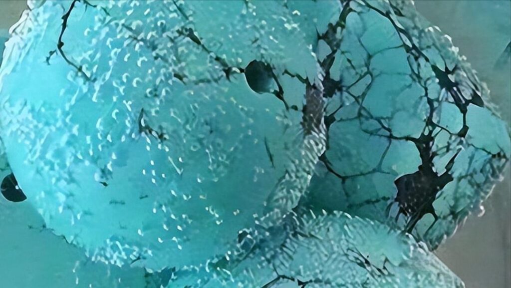 A close-up view of porous, low-density turquoise showing its temporarily improved, deep color after fully absorbing adsorbed water into the spaces between its grains.