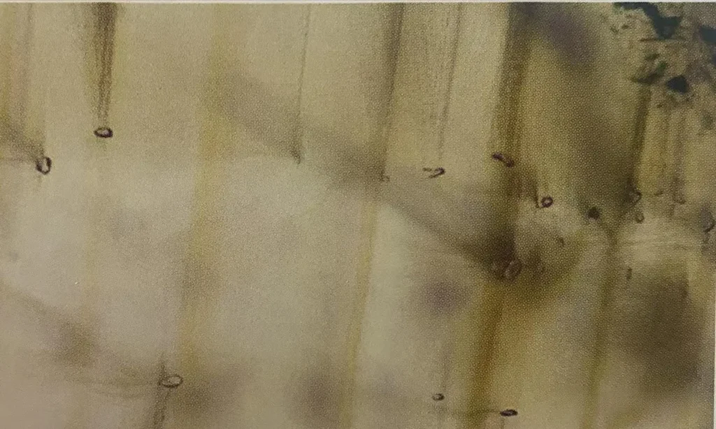 Microscopic view of colorless crystals followed by trailing comet-tail patterns in a Brazilian sapphire.