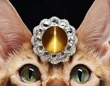 Comparison between a Chrysoberyl Cat's Eye gemstone and the sharp slit of an actual feline eye.